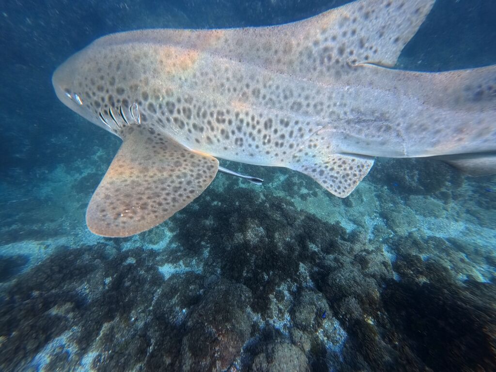 e5c151ec-1895-4350-bb91-736d8f04b8e8