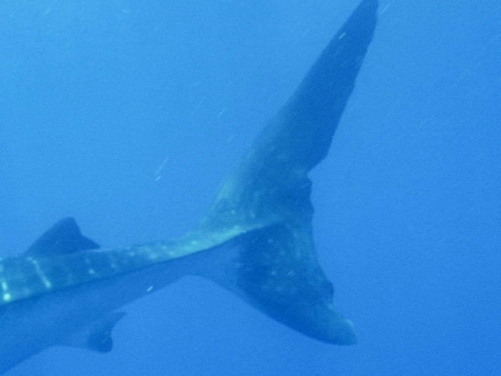 cc1e99b6-67ea-4796-a468-987032e23a76