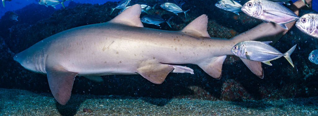 4ee75010-71a0-4c3a-8f3b-1937f0ef2665