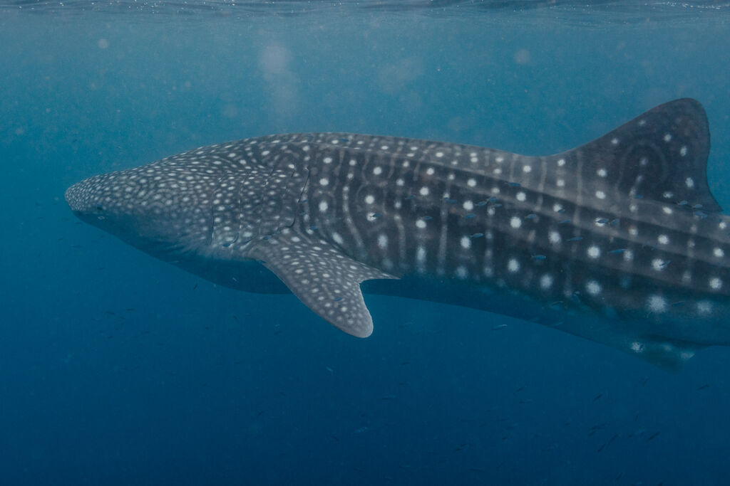 f0cce4e7-7fab-47ca-a437-72b21d56fcf3