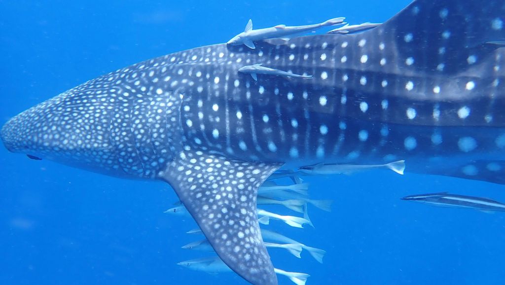 ac8c45f0-6ffd-49dc-b837-36b141996ce9