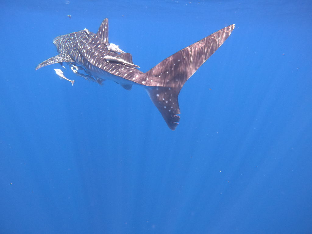 ac8c45f0-6ffd-49dc-b837-36b141996ce9