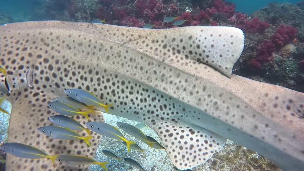 f008a890-42b2-4a73-ac53-20a14d593854