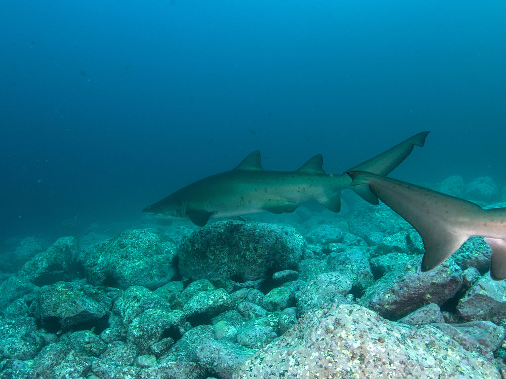 2d560c9f-3732-4759-96d0-7785cb3a1112