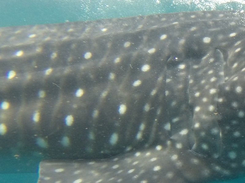 dc1302da-6fbd-43d5-a5d0-c1e189a819a6