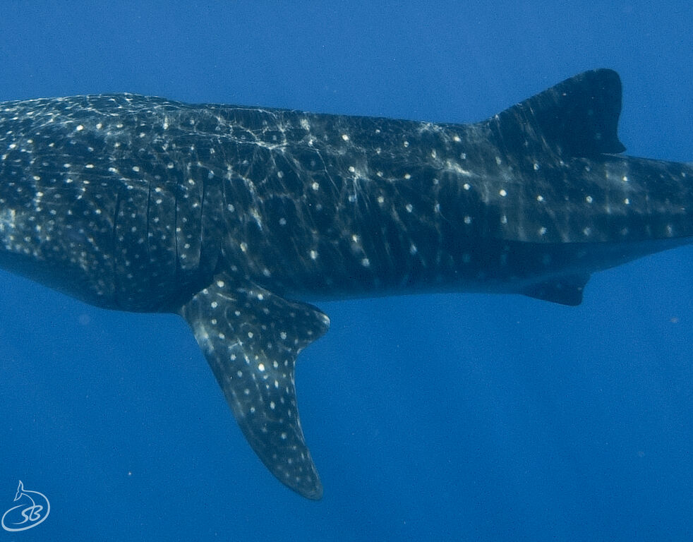 bd30295c-ecd7-42af-832d-366b6a63efec