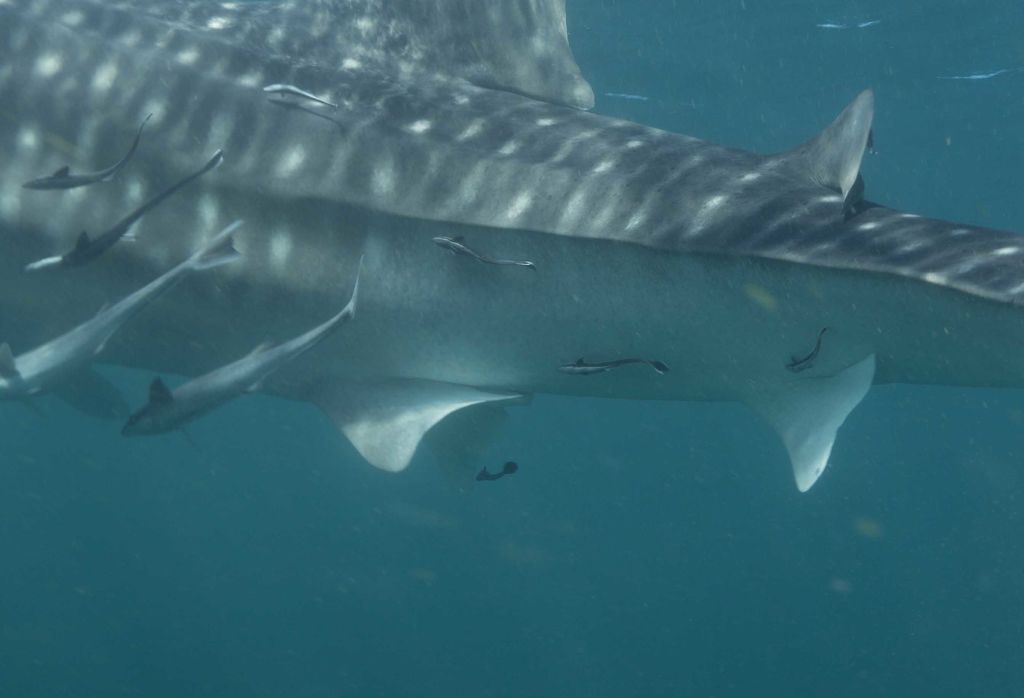 6af82f16-90b5-42f4-89ca-8e07de871aa9