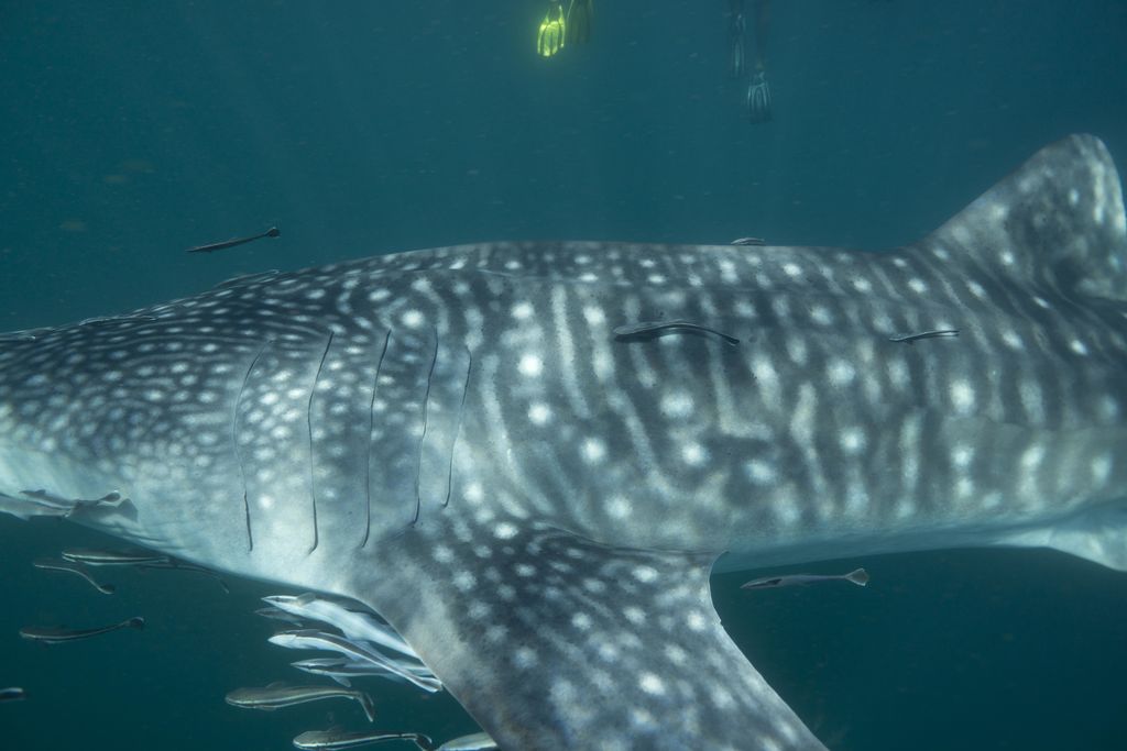 6af82f16-90b5-42f4-89ca-8e07de871aa9