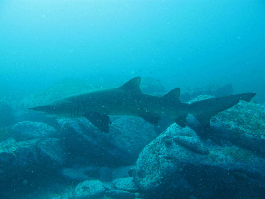 dd5e2a4c-c592-425c-9a57-39a450aaebe9