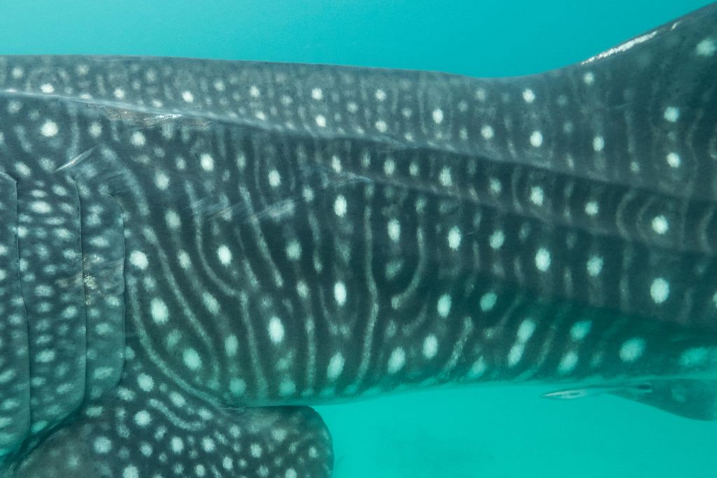 e3bdfb4c-261f-4496-aee7-5e1c378b7203