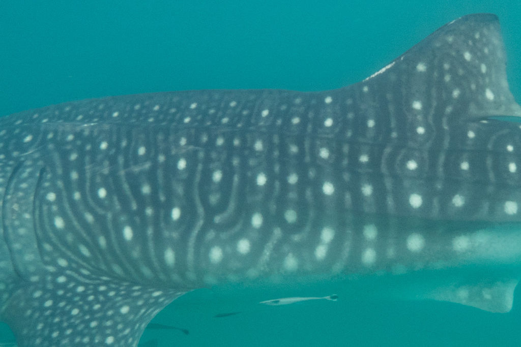 e3bdfb4c-261f-4496-aee7-5e1c378b7203