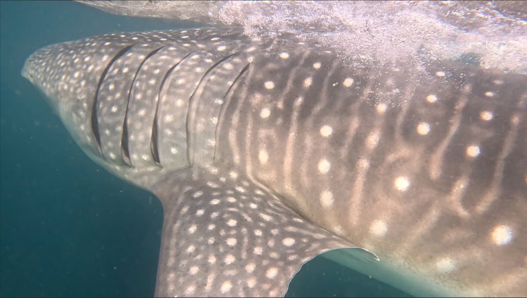 b7b33171-0e88-4106-93ec-1109cfdecaf9