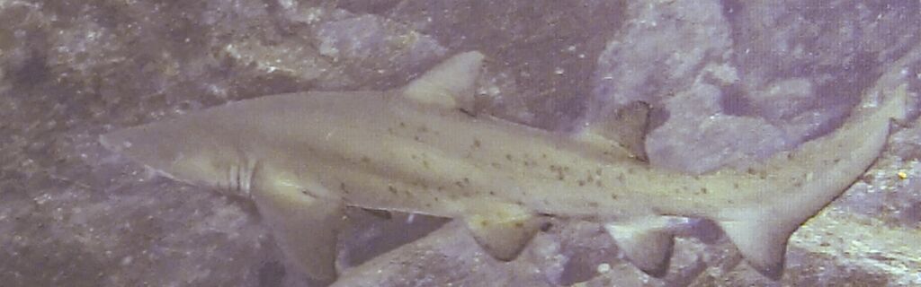 9f99e7ca-e61c-4e15-b313-08d1440d74c4