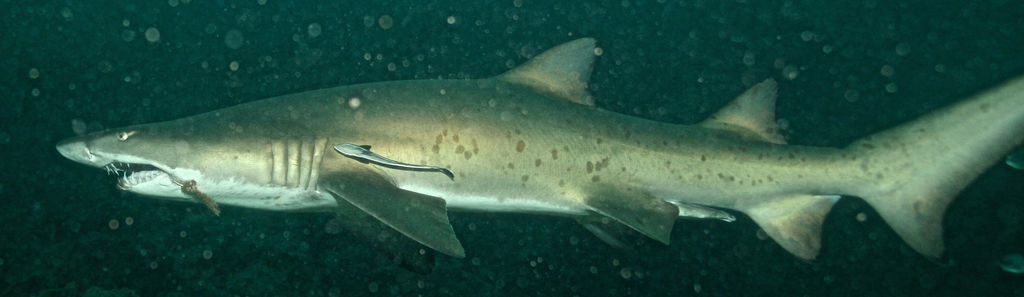 7105b1ea-6d38-4ce3-9c4b-3b6fcfddada3