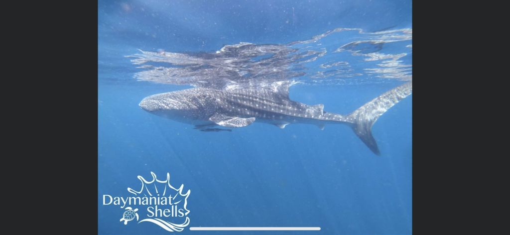 93211f9e-5399-4c19-812b-9e35aa00a759