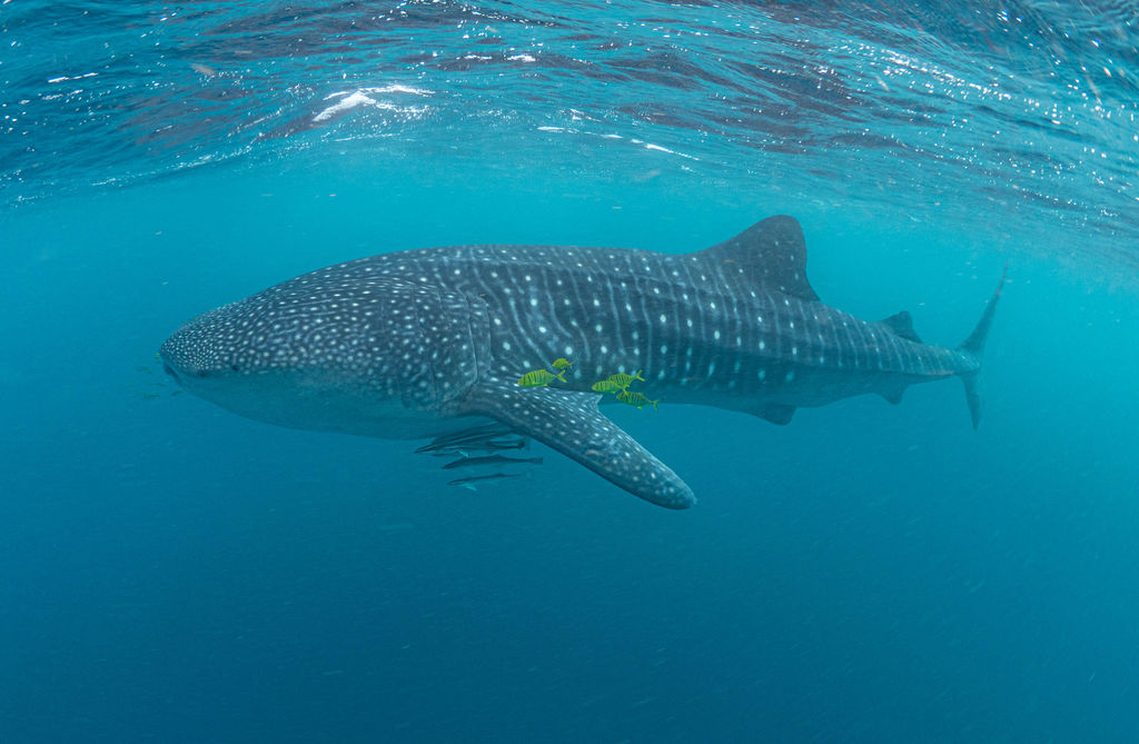 44a75692-b429-408c-99b8-dc57255db31c