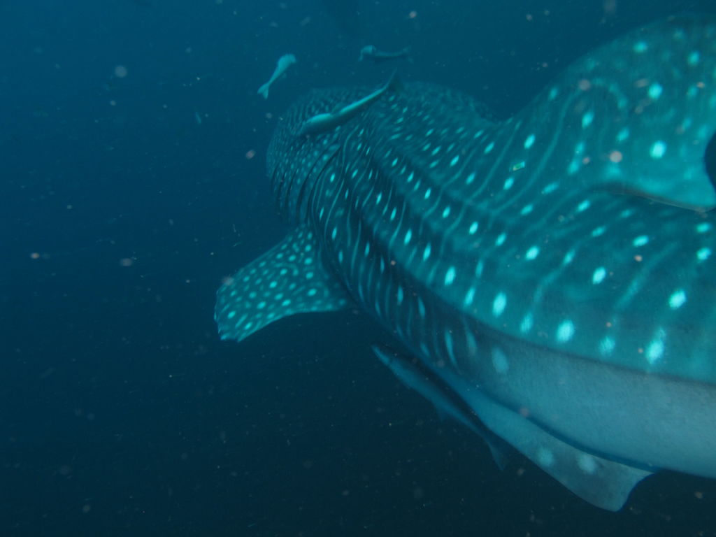 07417490-aef3-4522-b504-94a73afd955c