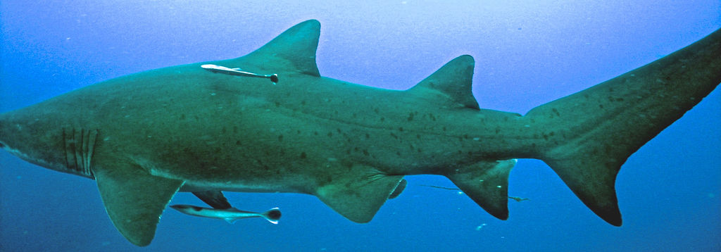 e3166697-ccba-4876-8e7f-f0da9da21691