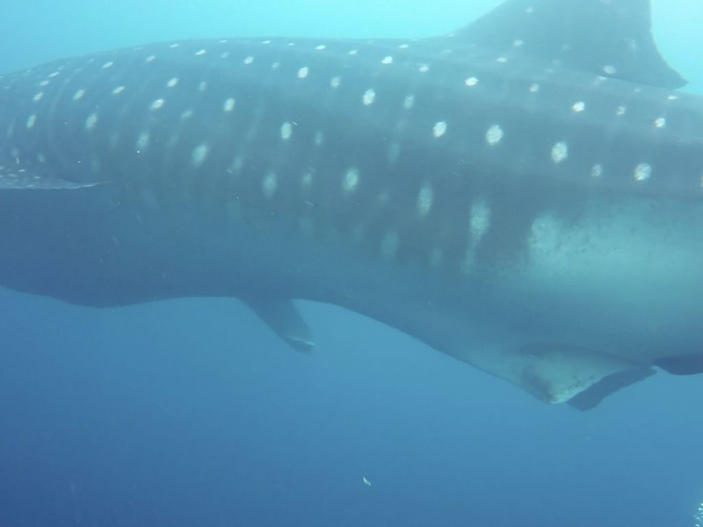 18ed28fb-69e0-4017-a55f-a0d3286883a4