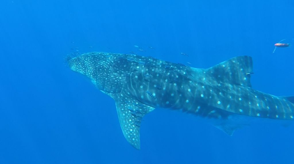 ae3770c4-6cc9-4c78-ba9a-dcdcedacdb35