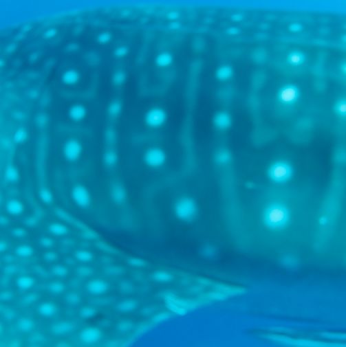 f68c1453-e571-4be1-8dc8-4aa815723a62