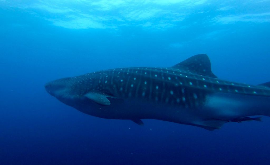 2a182228-af01-41c1-983e-14dfb957fb30