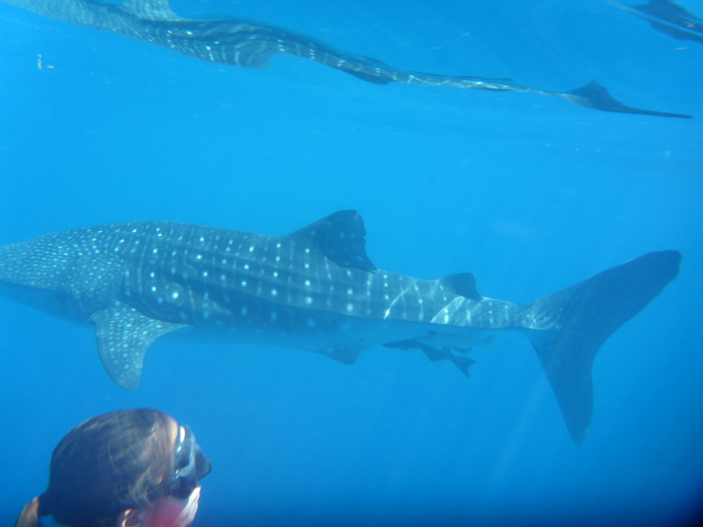 85455827-1eec-4288-8e4f-fd81eba78934