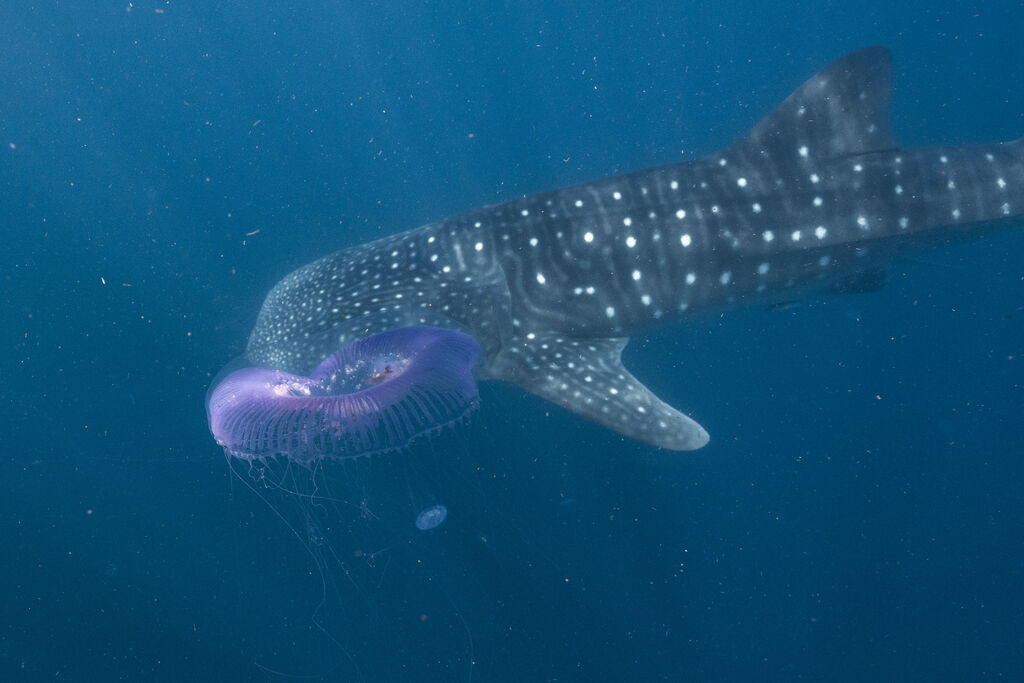 fef602ad-bc2b-4293-aa30-6789a72f130b