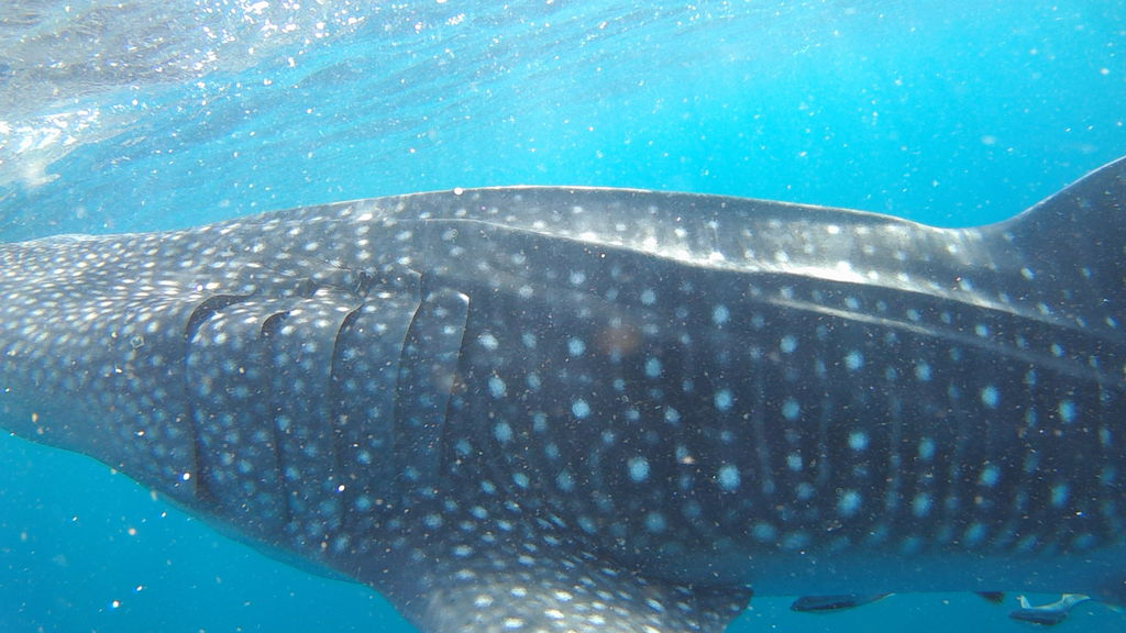 75975726-18ac-4ab7-b2d8-ef5e262159d2