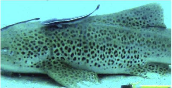 fca5241f-bdc1-4160-bf4e-deee38c2467d