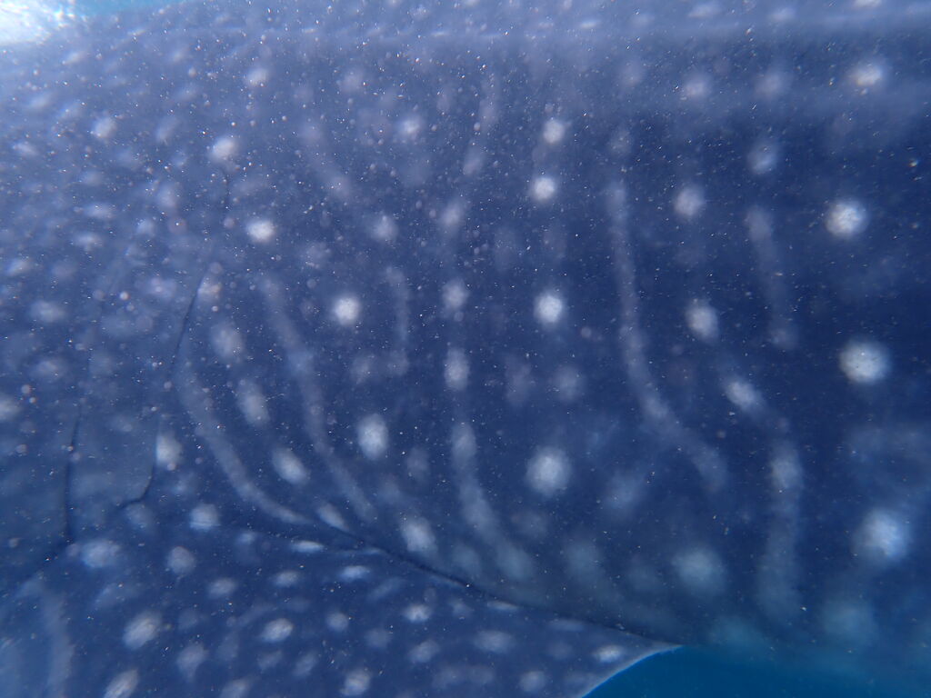 9959803a-780f-4f79-8826-fc4b2c53a32c