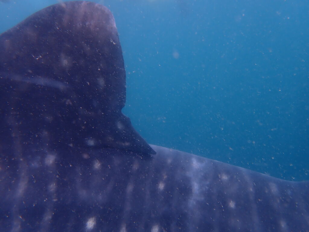 9959803a-780f-4f79-8826-fc4b2c53a32c