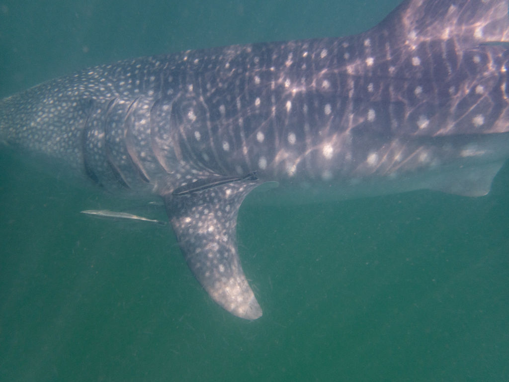 a81ba7bf-3c66-47df-aaa6-e0f39712c1da