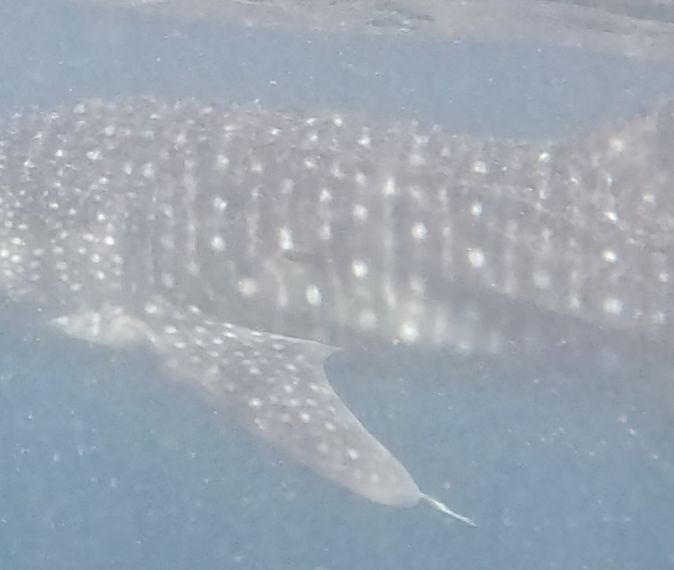 ea6e44ad-6858-4d5c-9ea3-c982760280bf