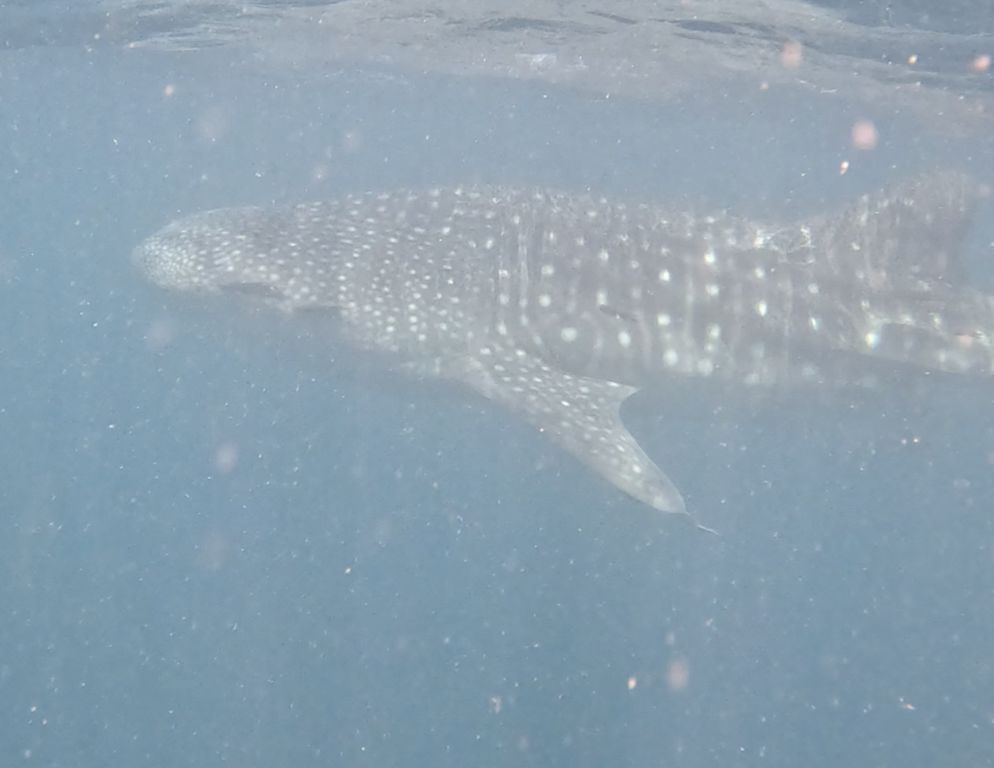 ea6e44ad-6858-4d5c-9ea3-c982760280bf