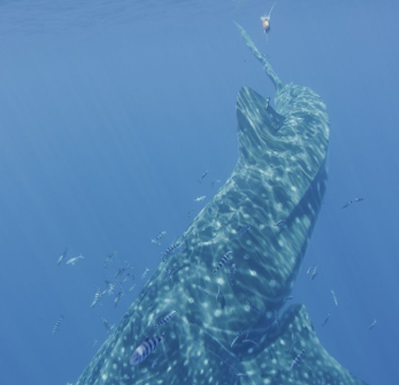 ae3770c4-6cc9-4c78-ba9a-dcdcedacdb35