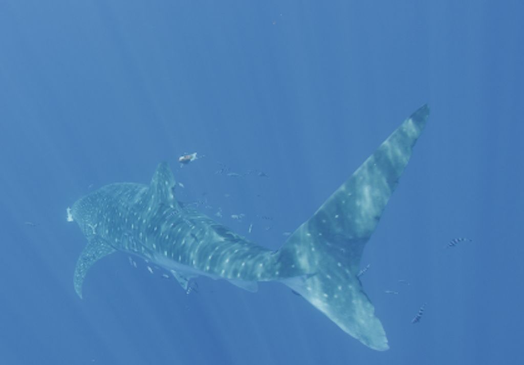 ae3770c4-6cc9-4c78-ba9a-dcdcedacdb35