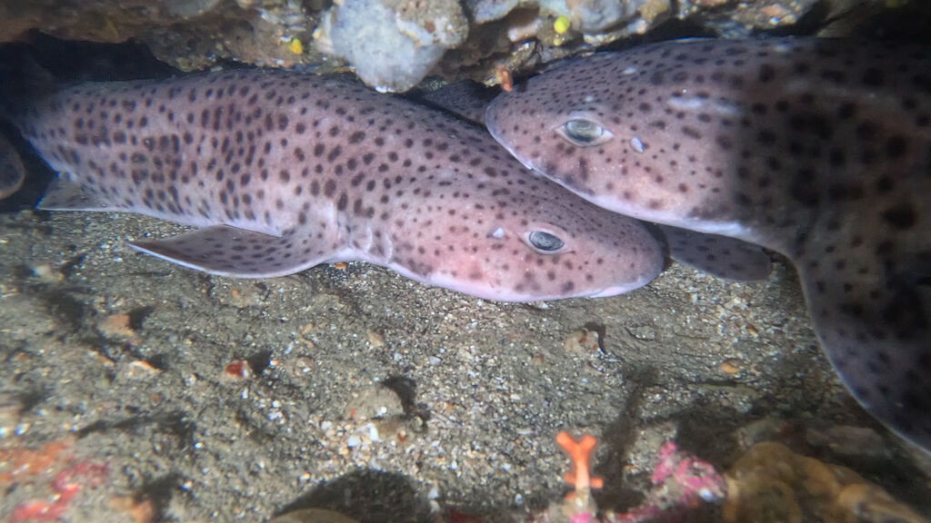 a017df27-1a08-4597-837f-c5216b1167d7