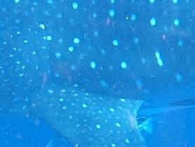 0f1041aa-ea29-4ead-8b96-16e5e548819f