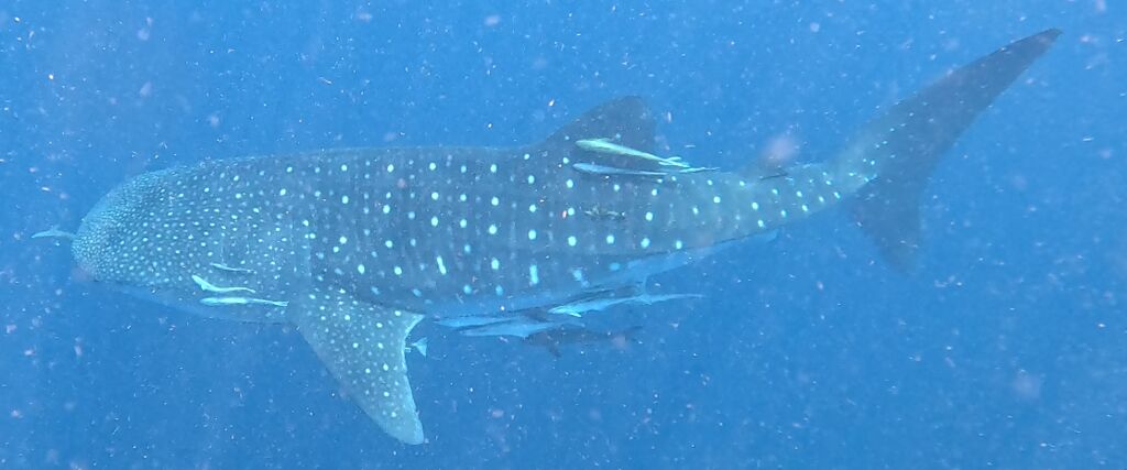 0f1041aa-ea29-4ead-8b96-16e5e548819f