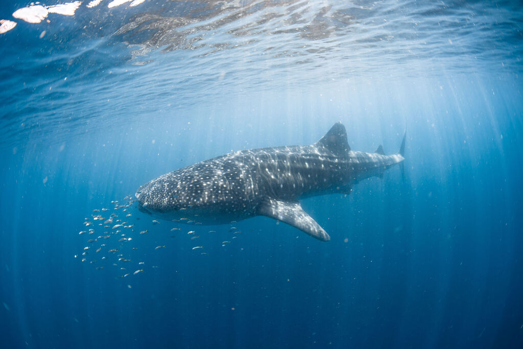 2e3077b9-042a-471d-9b01-cdf1c1e36d67