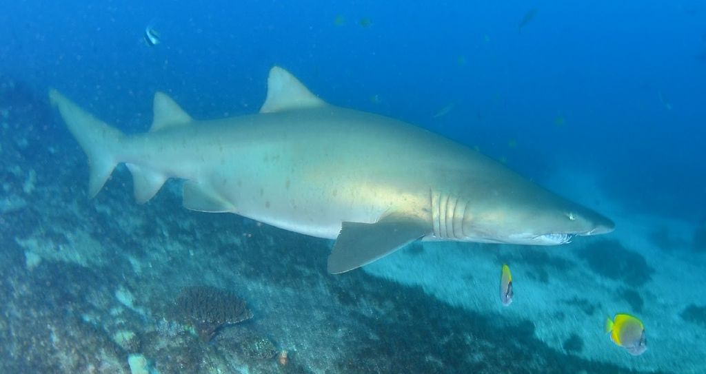 c08950fe-fcfe-45df-a627-d67c8602c301