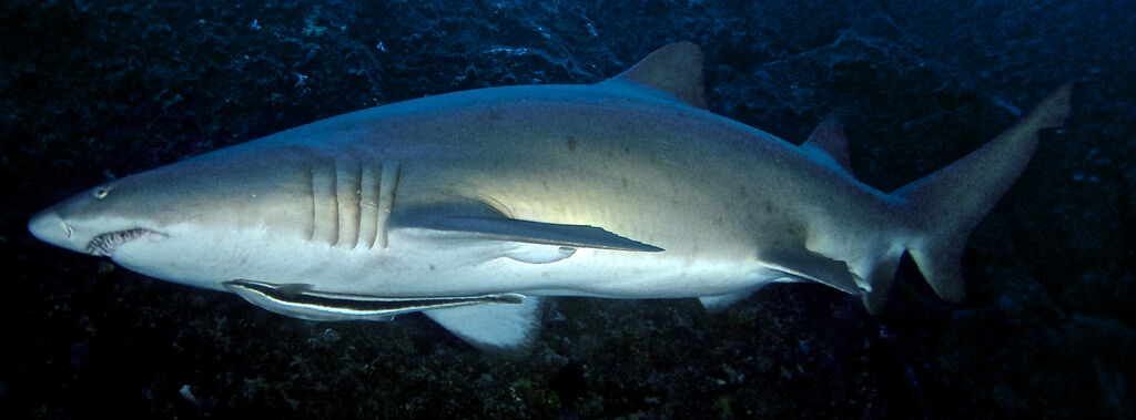 a9e9fa57-b0cb-444e-8cf5-ecf2aafdb77e