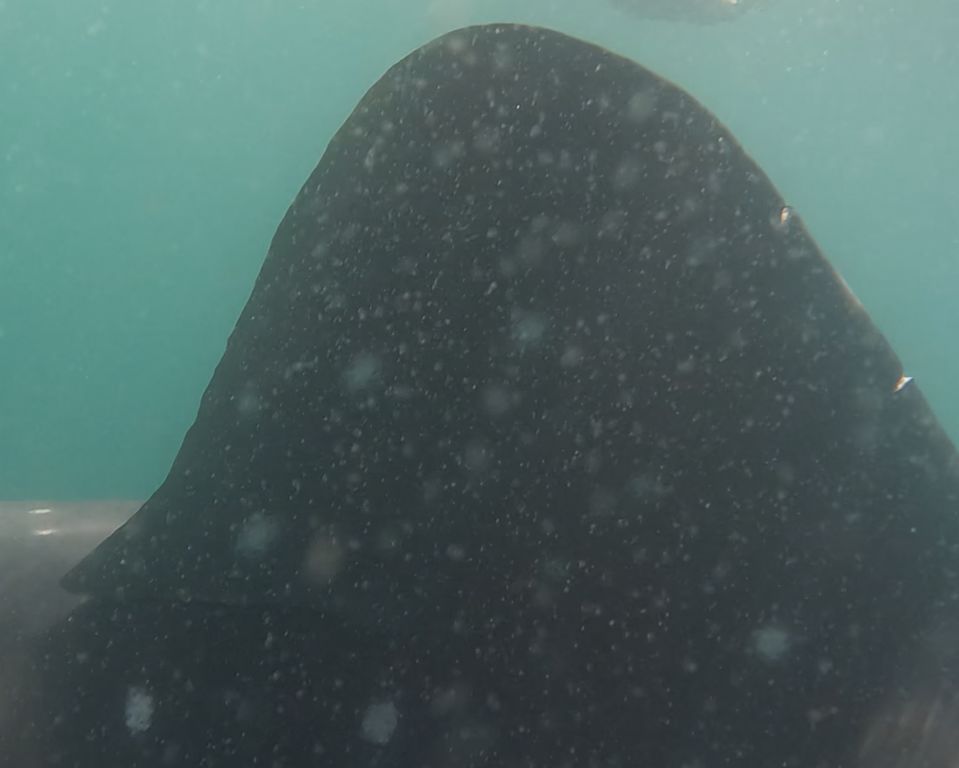 f03c36b4-06fd-4e81-8f49-02480fb0696f