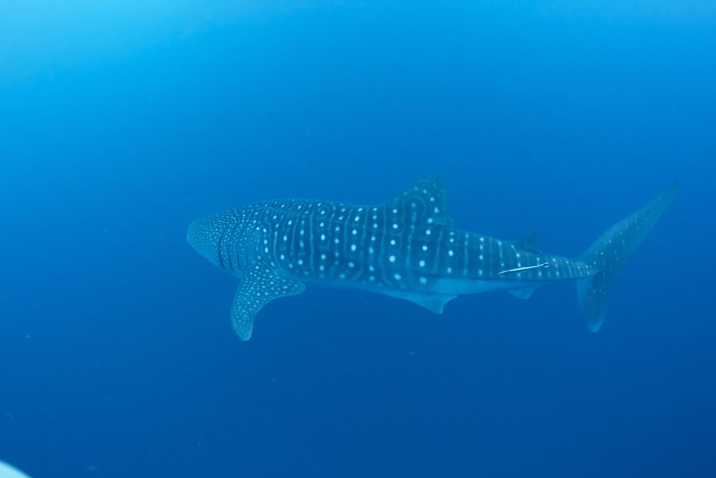 cac9a3af-9300-43e6-aa31-6d419229b11f