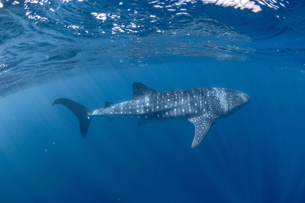 bee4aaa8-2a61-413d-aa24-e241ed680bd7