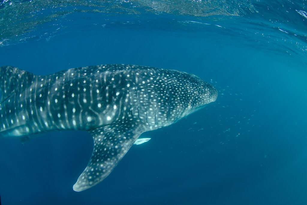 49e96910-a4ab-4844-a609-8fcbc92775f1