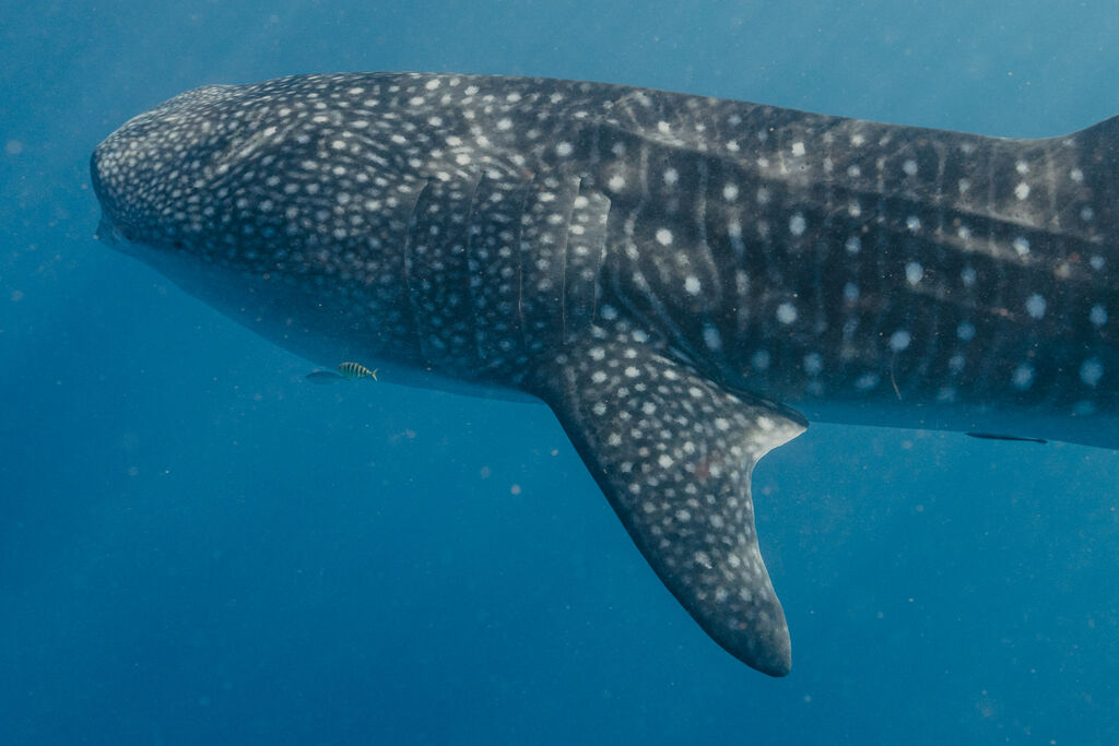 599936ef-fc4e-4626-847a-81326bde1665