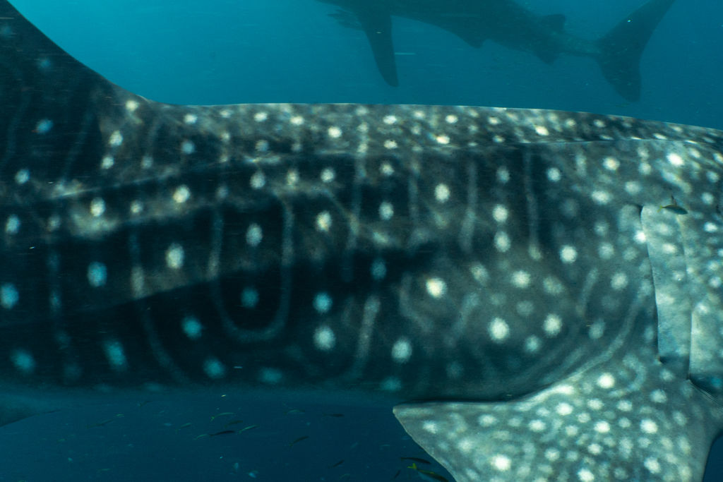 de4e312d-254e-4c61-add6-a38081d04541