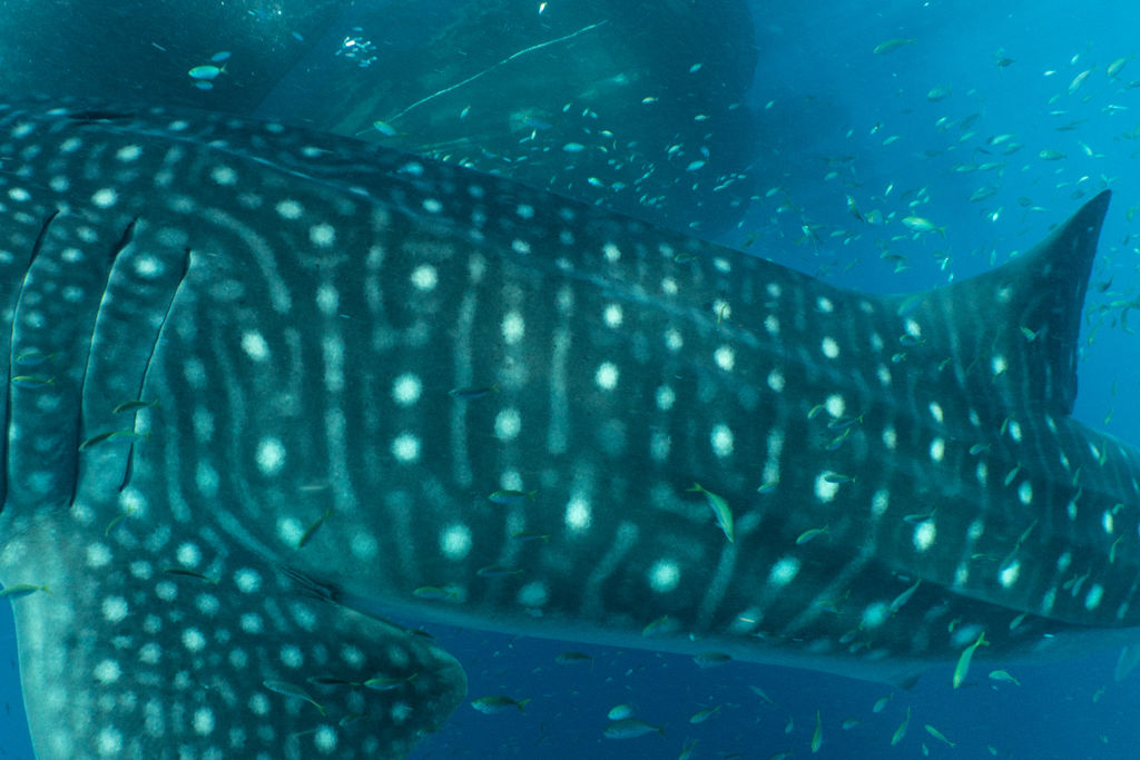 de4e312d-254e-4c61-add6-a38081d04541